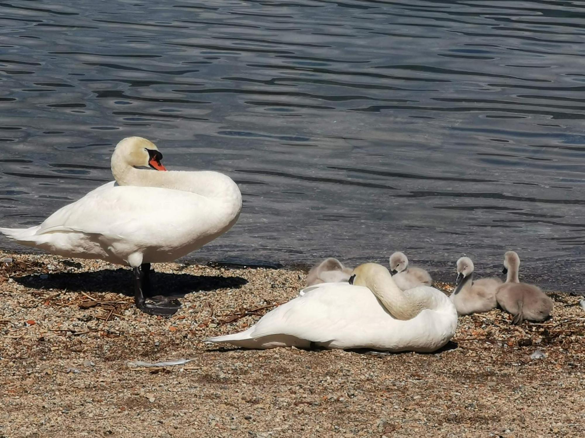 La Baia D'Acquadolce Villa Bolzano Novarese Dış mekan fotoğraf